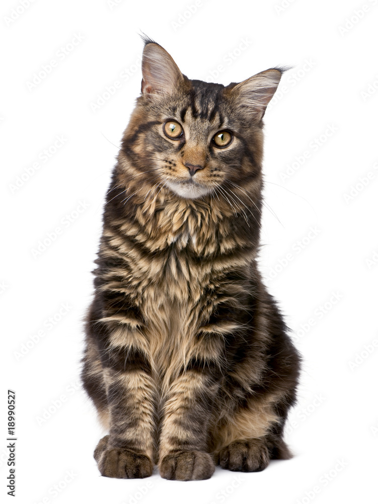 Obraz premium Maine Coon, 7 months old, sitting in front of white background