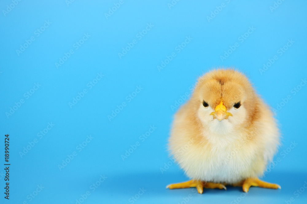 Fototapeta premium Küken