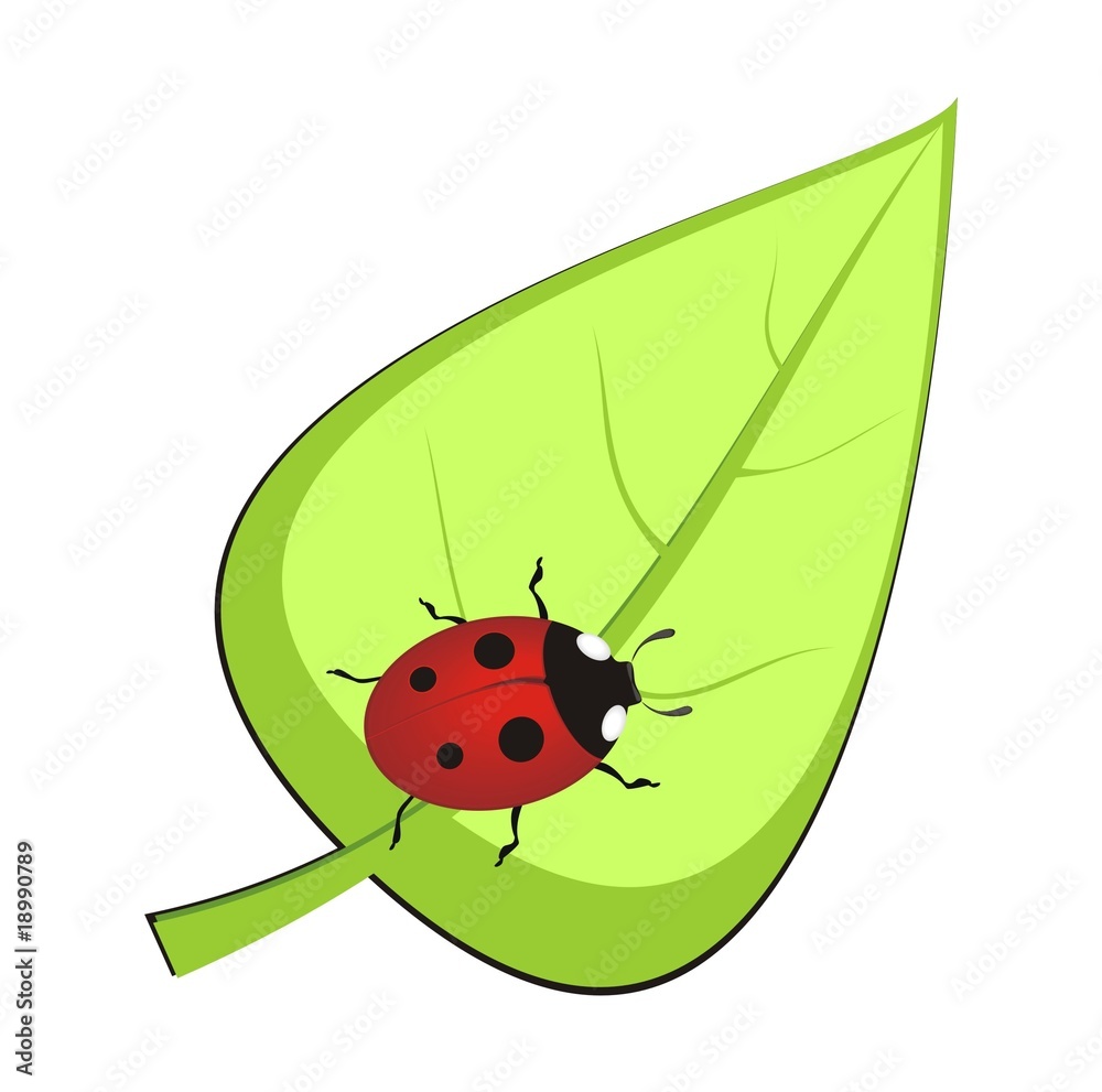 Fototapeta premium Red ladybird on green leaf