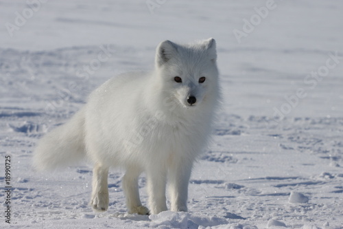 Arctic fox #18990725
