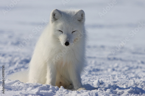 Arctic fox © Muskox
