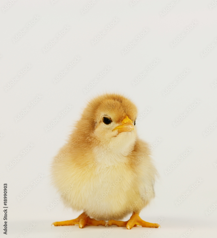 Obraz premium Küken