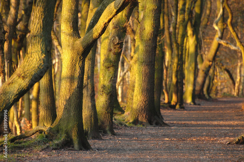 Tree along a path
