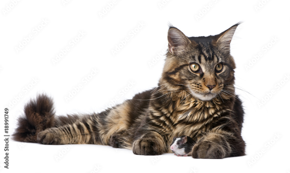 Maine Coon and mouse, sitting in front of white background