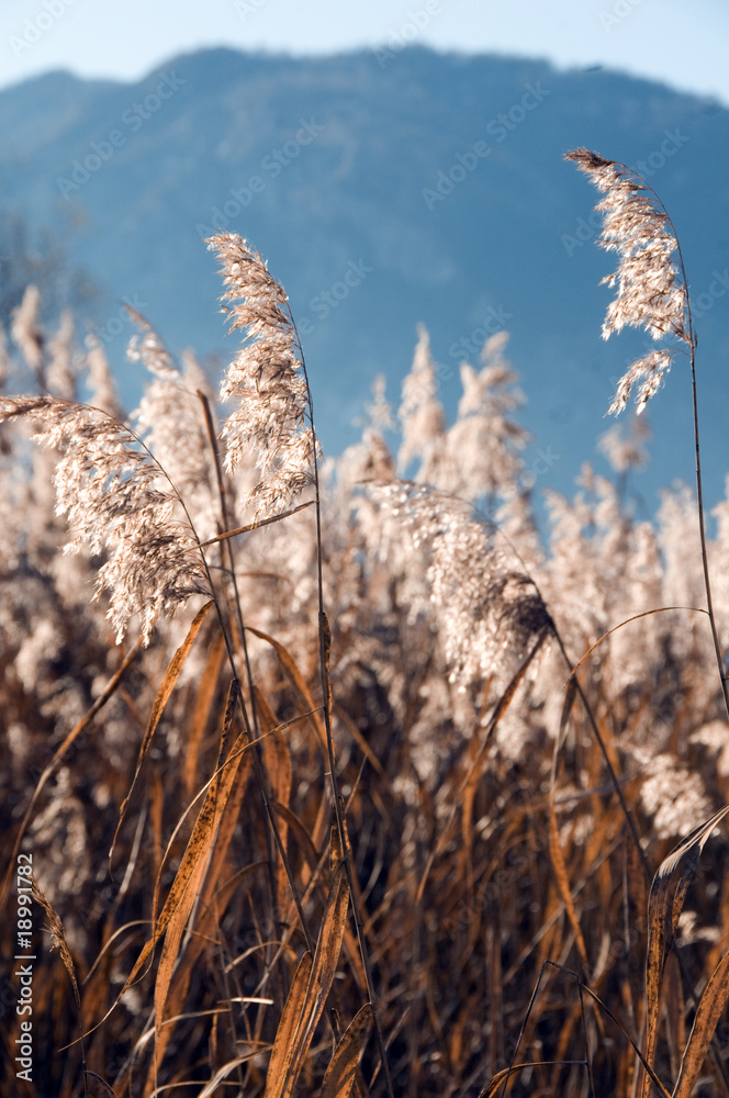 Fototapeta premium Riserva naturale, 