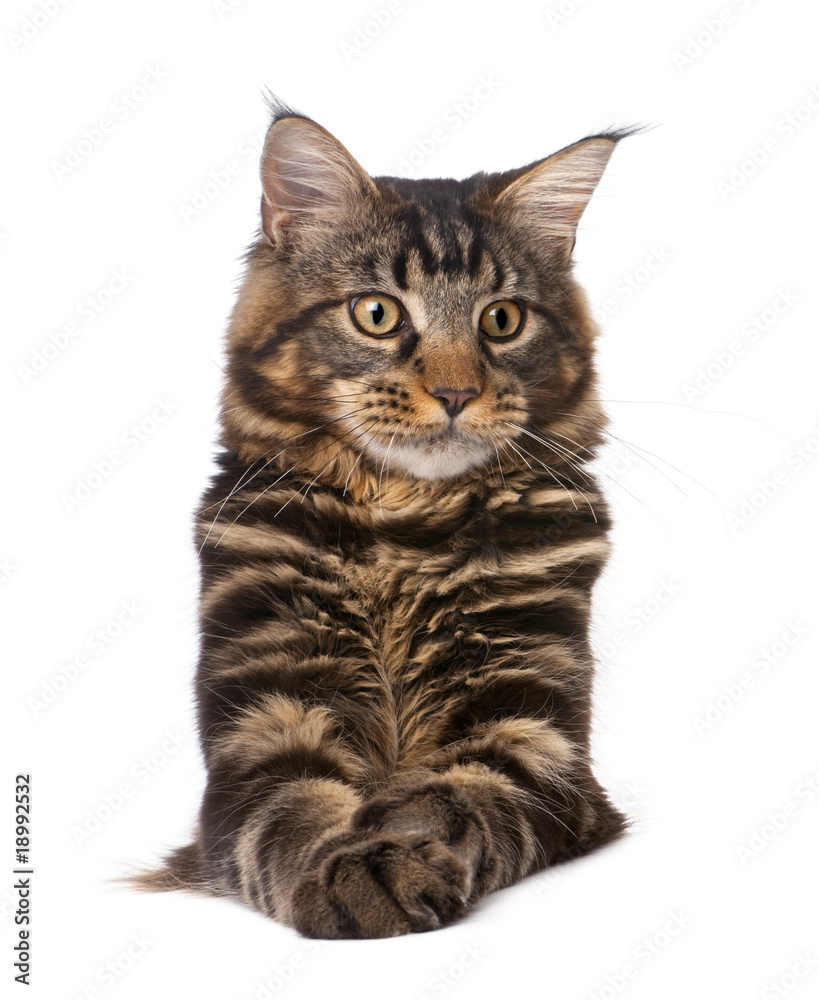 Maine Coon, 7 months old, sitting in front of white background