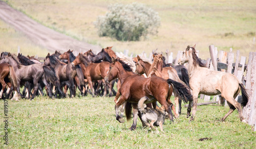 A herd of young horses © Hunta