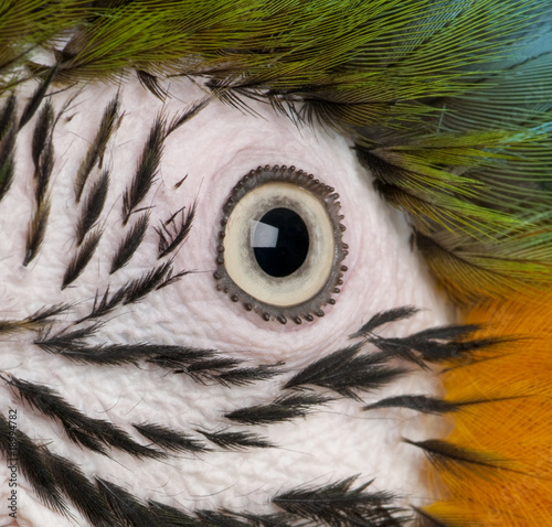 Close-up of Blue-and-yellow Macaw's eye, Ara ararauna