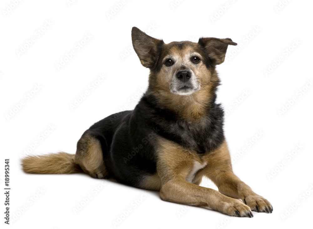 Old Bastard dog, lying down in front of white background
