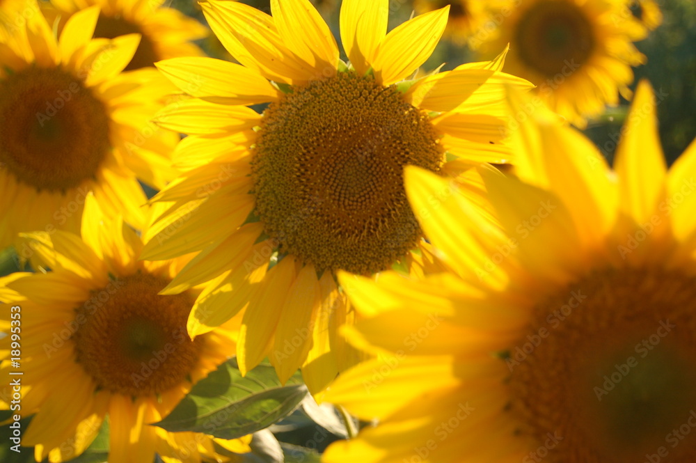 Obraz premium Słoneczniki