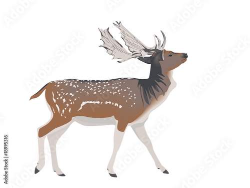 white-tailed deer stag