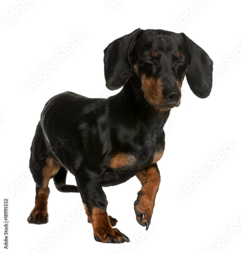 Daschund, 10 months old, standing in front of white background © Eric Isselée