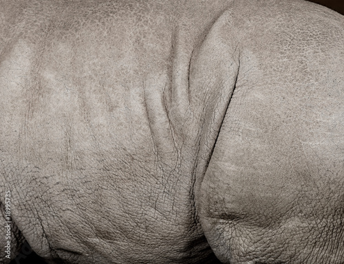 young White Rhinoceros or Square-lipped rhinoceros