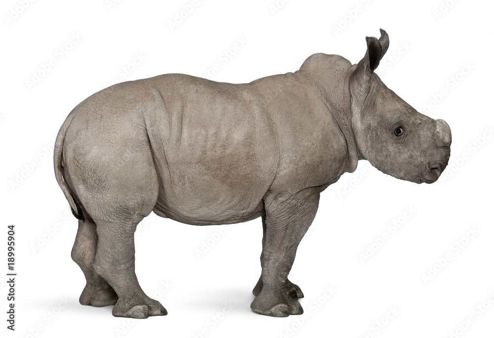 Obraz premium young White Rhinoceros standing in front of white background