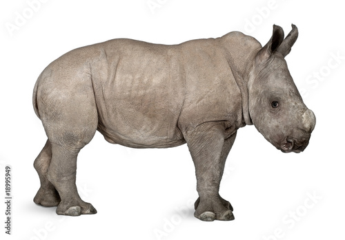 young White Rhinoceros standing in front of white background © Eric Isselée