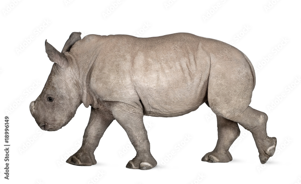Fototapeta premium young White Rhinoceros or Square-lipped rhinoceros - Ceratotheri