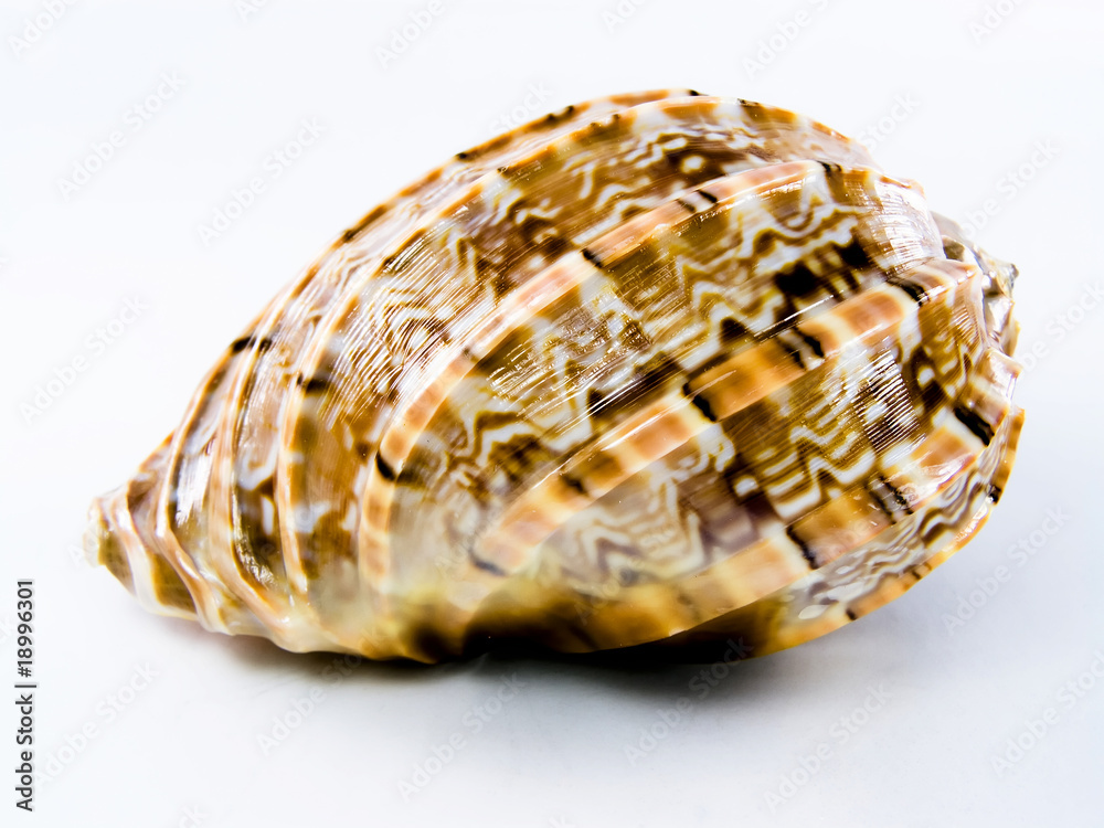 seashell.