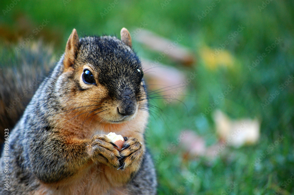 Squirrel eating nut - close up left Squirrel eating nut - close up left