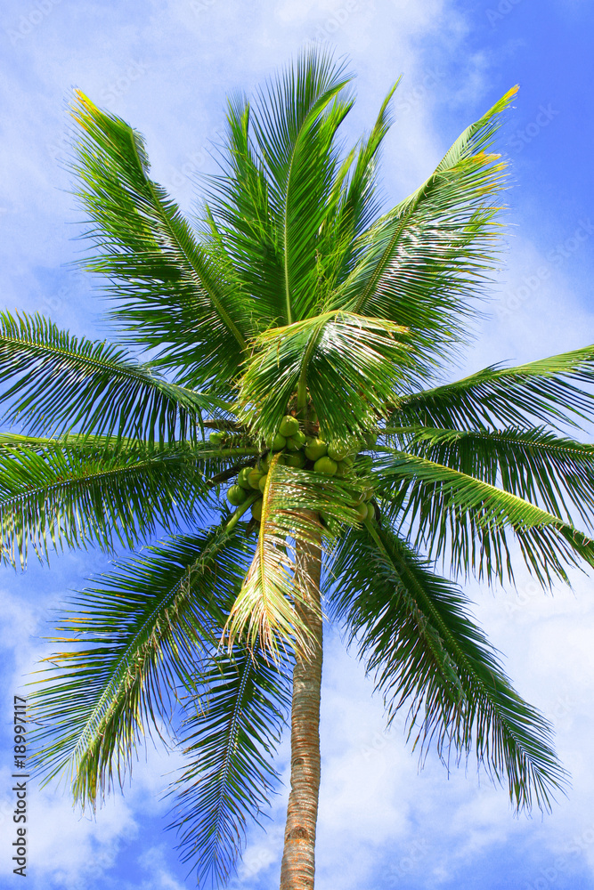 Fototapeta premium Kokospalme