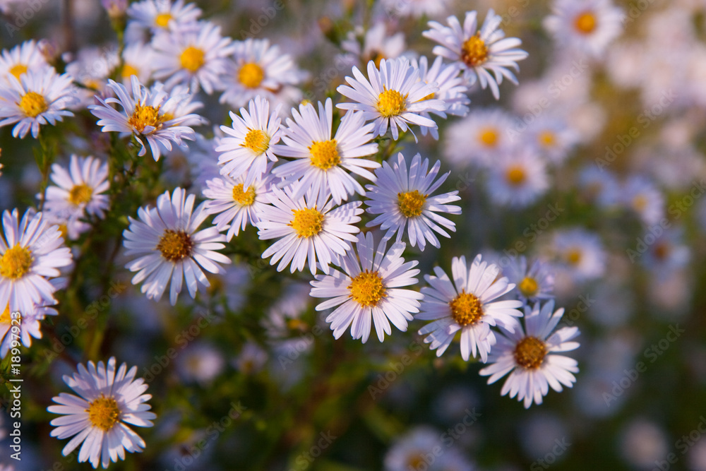 Obraz premium Aster