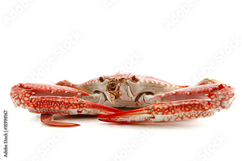 single crab