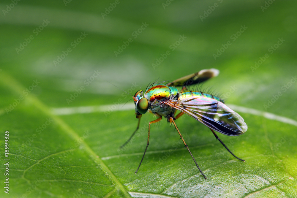 Fototapeta premium Long Legged Fly
