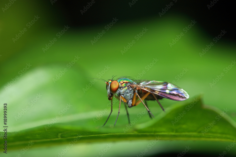 Long Legged Fly Long Legged Fly