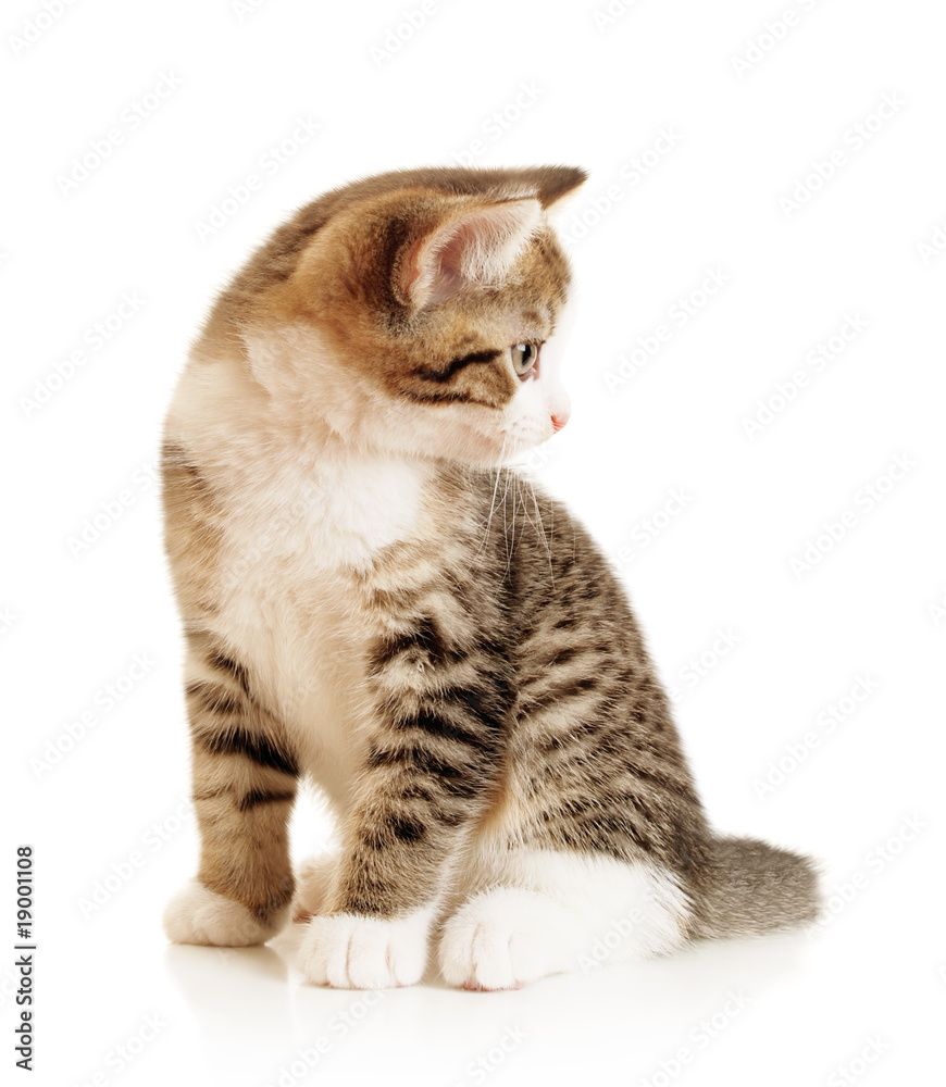 Obraz premium The beautiful small kitten