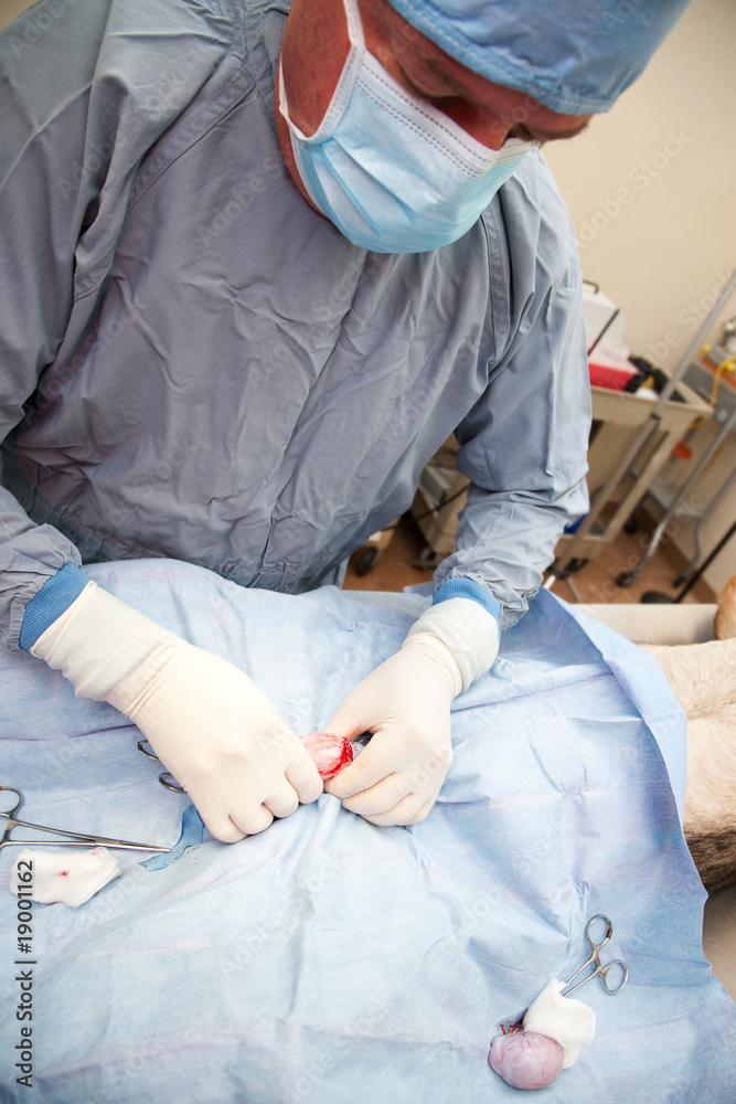 Veterniarian performing neuter operation on dog Veterniarian performing neuter operation on dog