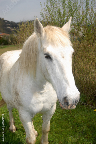 cheval blanc © théos