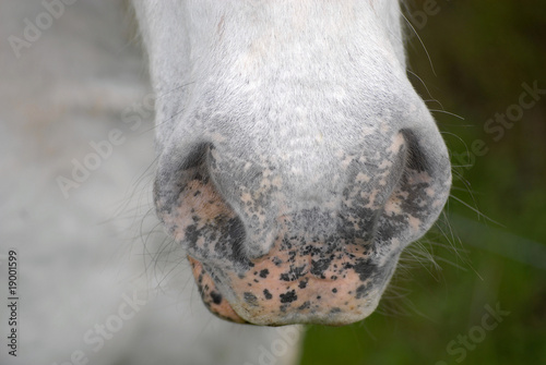naseau de cheval © théos