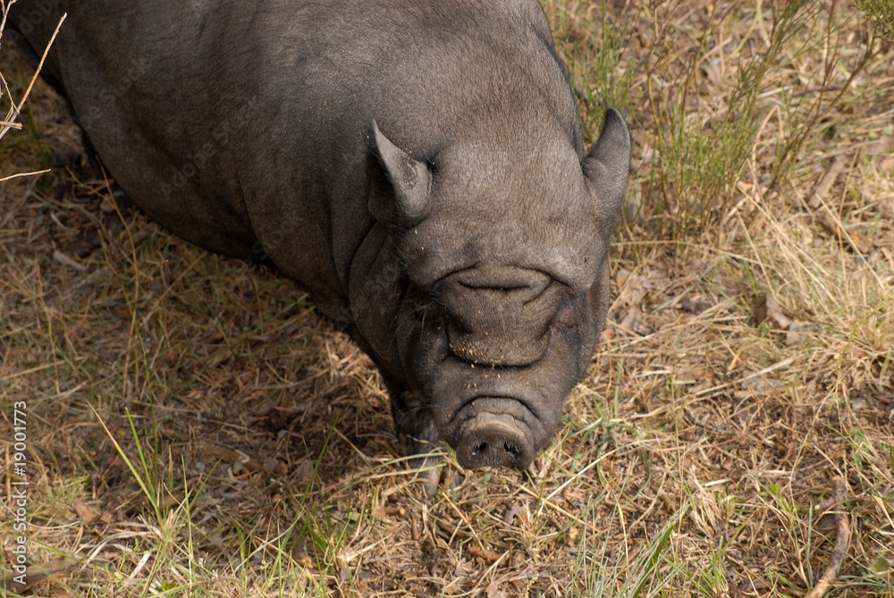 cochon noir cochon noir