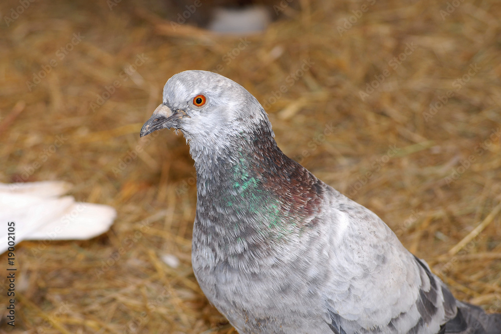 Fototapeta premium pigeon