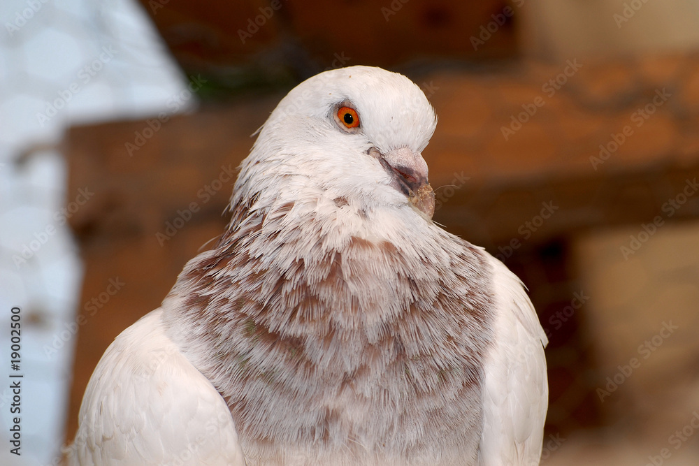 Fotografía pigeon