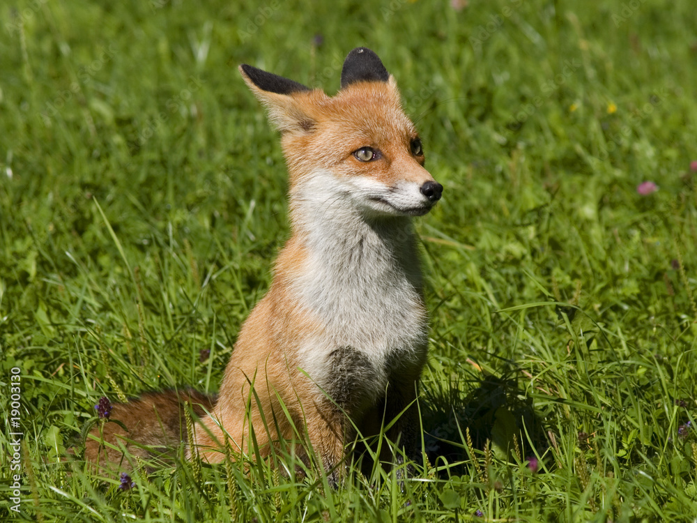 Fox Fox