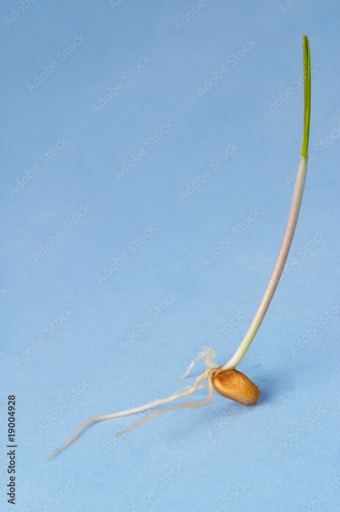 Wheat sprout