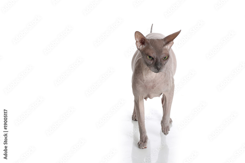 Egyptian Donskoy bald cat isolated on white background Egyptian Donskoy bald cat isolated on white background