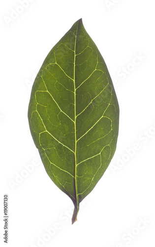 isolated leaf