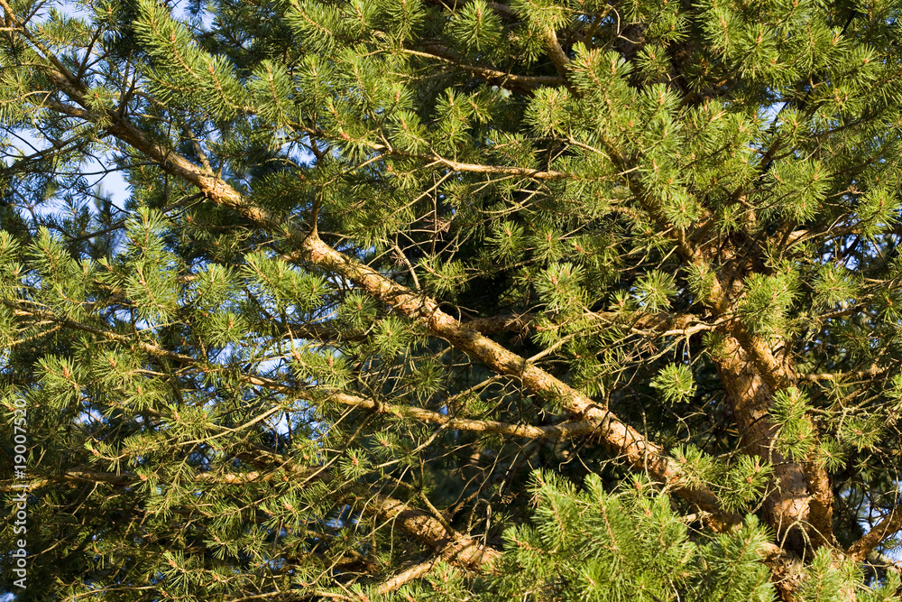 Pinus sylvestris Pinus sylvestris