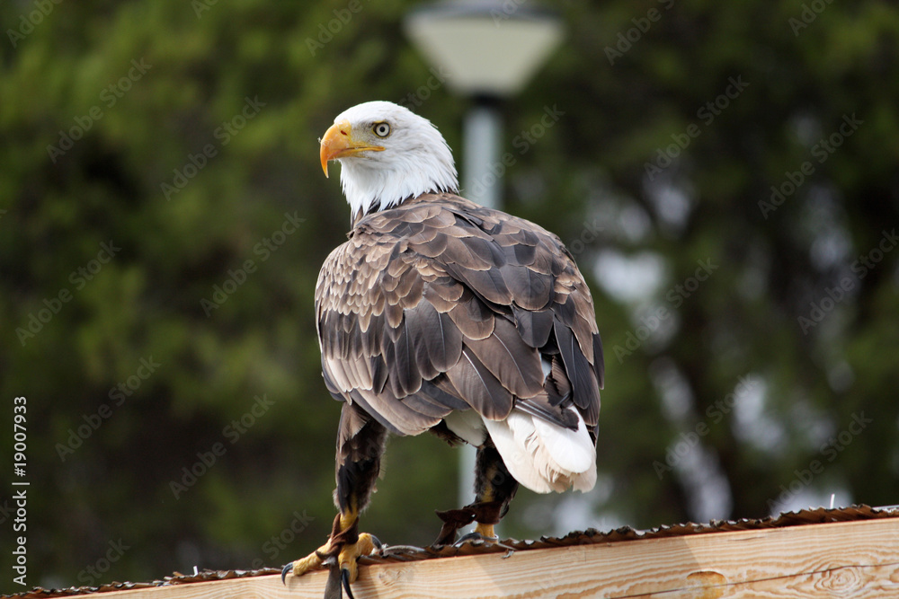 Fototapeta premium American Bald Eagle