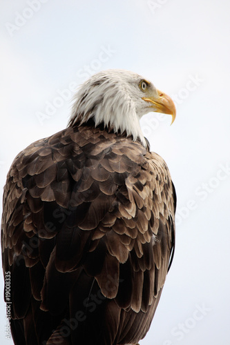 American Bald Eagle © Mauro Rodrigues