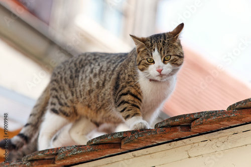 Katze sitzt wartend auf einem Hausdach © Gina Sanders