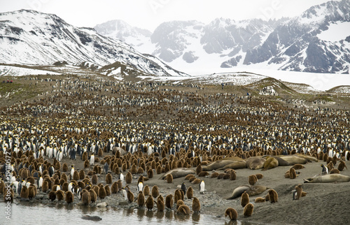 Crowded Valleys - Penguins, South Georgia