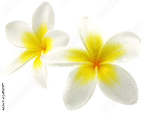 fleurs blanches frangipanier fond blanc