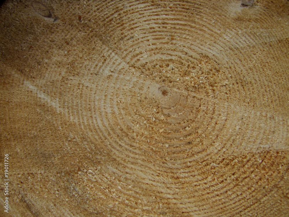 Fototapeta premium pień 2