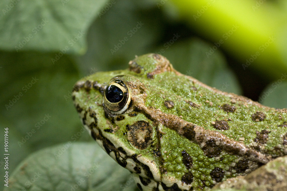 Common water frog