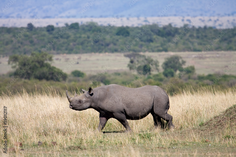 Black Rhino Black Rhino