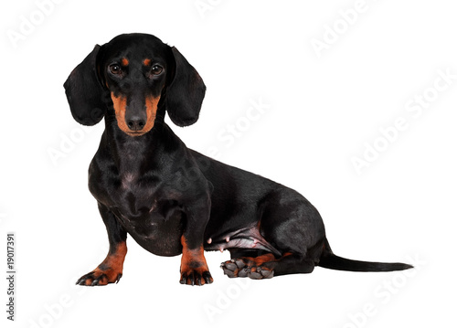 Fototapeta Naklejka Na Ścianę i Meble -  Black and brown dog (dachshund) isolated on white background