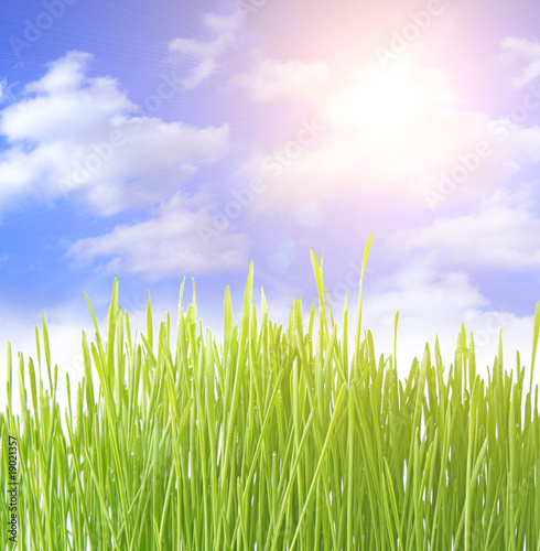 Close up of the green grass on white background