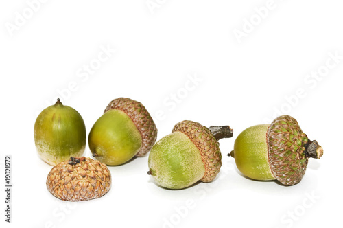 Acorns.
